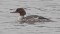 Goosander (Mergus merganser).jpg